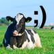 Illustration for article titled It is now possible to receive text messages from a cow's vagina